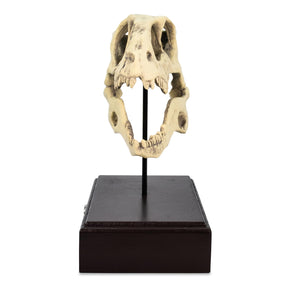 Jurassic World Velociraptor Skull Paperweight Replica | 8 Inches Tall