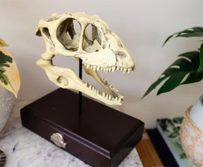 Jurassic World Velociraptor Skull Paperweight Replica | 8 Inches Tall