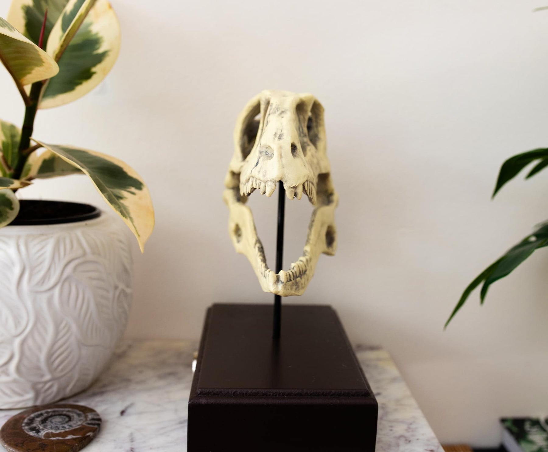 Jurassic World Velociraptor Skull Paperweight Replica | 8 Inches Tall