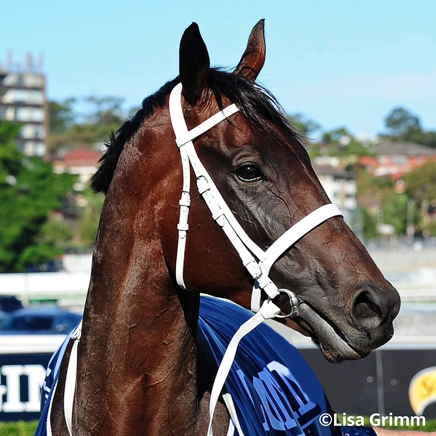 Breyer Traditional 1:9 Scale Model Horse | Winx Australian Racehorse