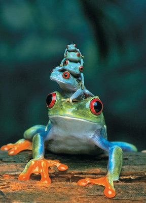 Red-Eyed Tree Frog 1000 Piece Jigsaw Puzzle