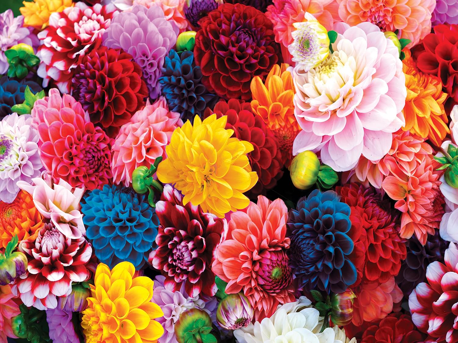 Beautiful Blooms 550 Piece Jigsaw Puzzle