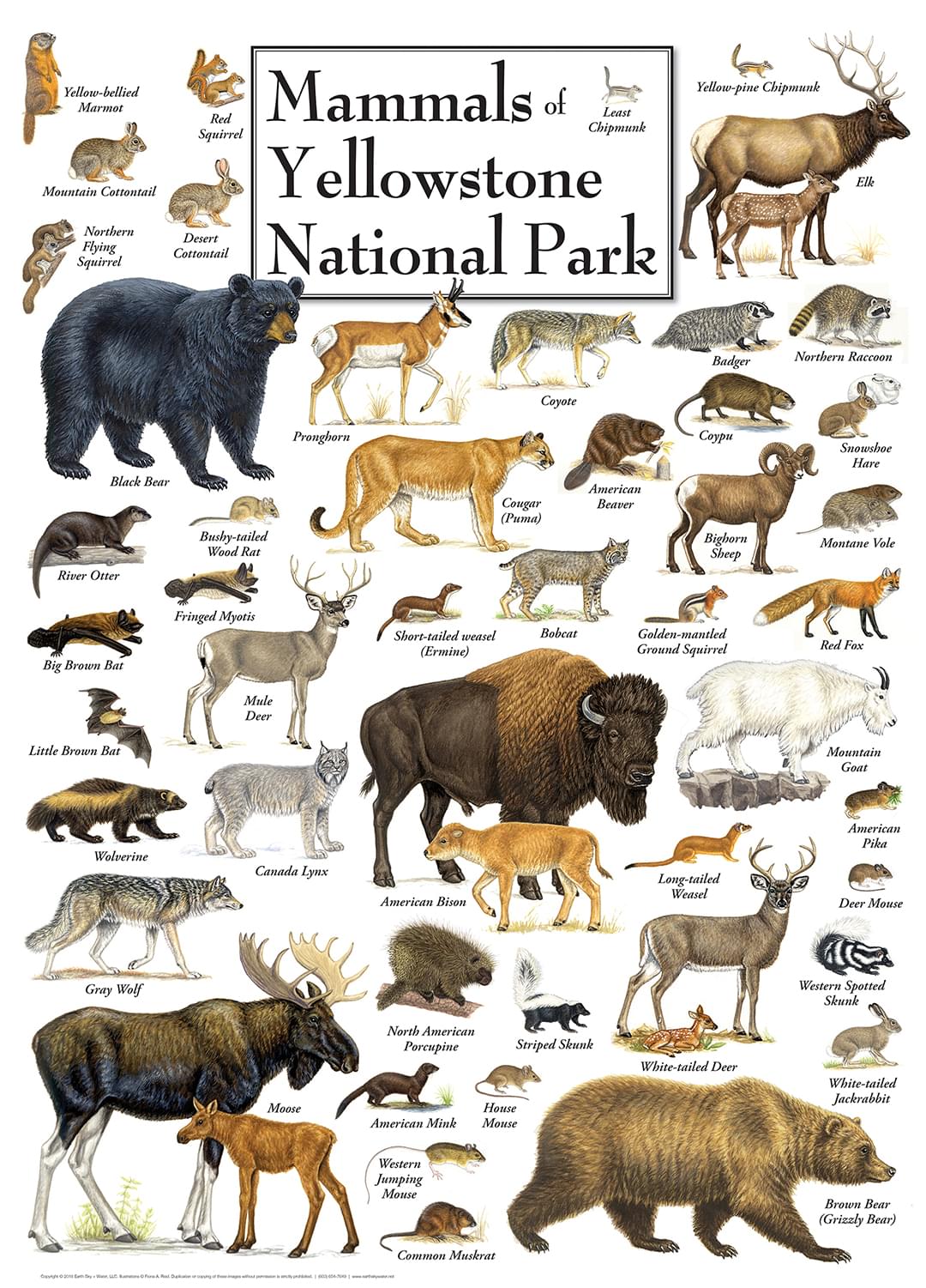 Mammals of Yellowstone National Park 1000 Piece Linen Jigsaw Puzzle